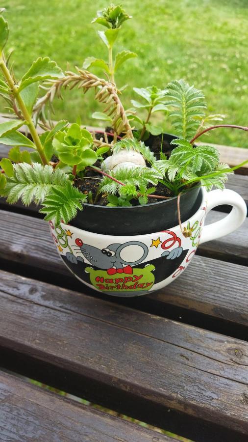 ホテル Lucky Cat Nová Lesná エクステリア 写真